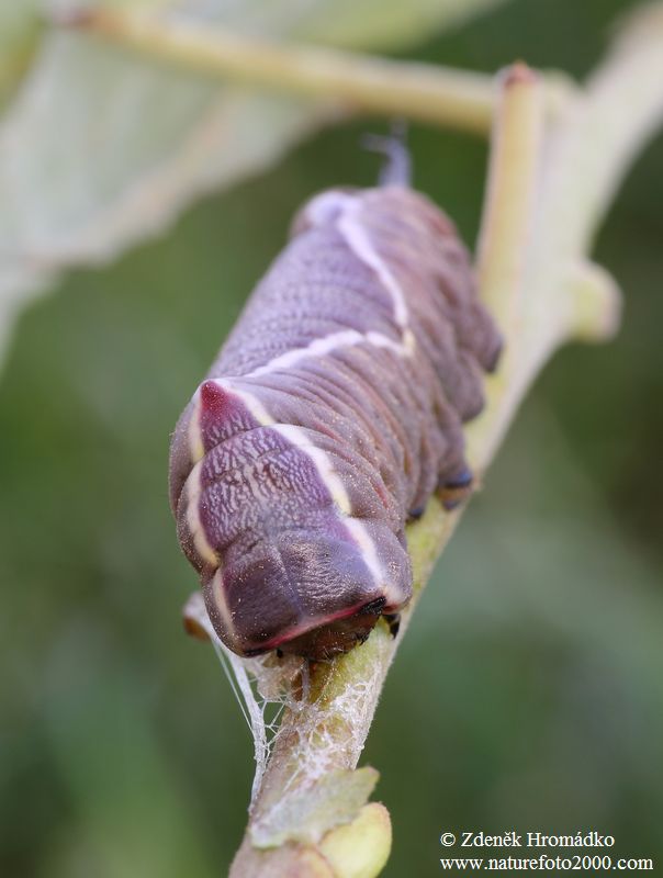 hranostajník vrbový, Cerura vinula (Motýli, Lepidoptera)